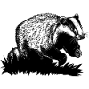Badger at a gallop