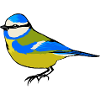 Sweet Blue – Bird,, Songbirds, Garden Birds