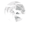 Border Collie Chien