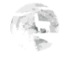 Lama Llama Alpaga