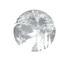 Seagull Seagull