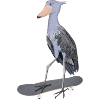 Shoebill Skateboard Bird Drôle d’animal