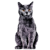 Kartäuserkatze