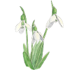 Snowdrop