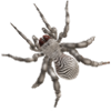Araignée