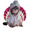 cool cat in spa