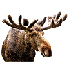 Moose