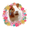 meerschweinchen,malerei,blumenkranz,blumen