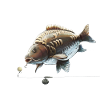 Karpfenfischen Ronnie Rig Spiegelkarpfen-Design