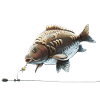 Chod Rig Karpfenfischerei-Design für Angler