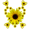 Sunflower Heart, Sunflower, Sunflower Heart