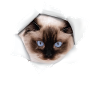 Beau chat déchiré - Ragdoll Cat