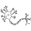 neuron