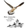 Kestrel