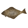 Heilbutt Angeln
