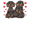 Rough-haired Dachshund Dog