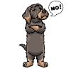 Rough-haired Dachshund Dog