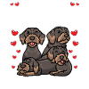 Rauhaardackel Dackel Hund