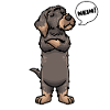 Rauhaardackel Dackel Hund