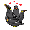 Beo Bird Mynah Bird Lovers