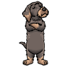 Teckel à Poil Dur Chien