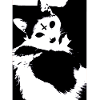 Antichrist Cat