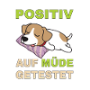 Positiv auf Müde getestet Jack Russel