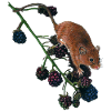 Souris sur Brambles. Souris. Faune.