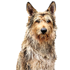 Chien Picard
