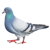 PIGEON