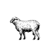Sheep Funny Tee