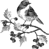 Vogel