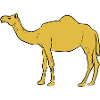 Camel / Dromedary - side view
