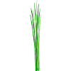 Chives Leek Organic Herbs