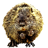 nutria