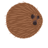 Kokosnuss Kokosnüsse Kokos Coconut