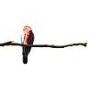 Galah