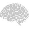 Anatomie des organes Cerveau
