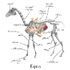 Skelett - Pferd - Equus
