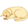 Süßer schlafender Labrador Welpe