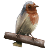 Robin