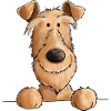 Irish Terrier Hund I Hunderasse