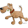 Irish Terrier Dog I Dog breed