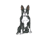 Boston Terrier