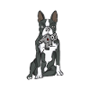 Boston Terrier