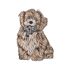 Havanese