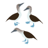 Funny Blue-Footed Boobies Birds