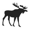 Moose Moose