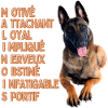 Malinois chien de qualité
