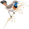 Bluethroat Blue Throat BlueWabb